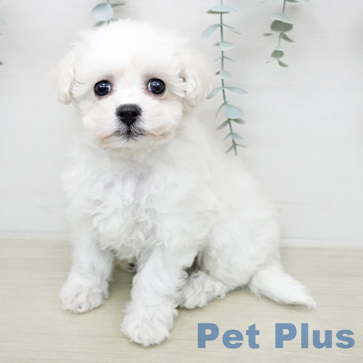 ビション・フリーゼ