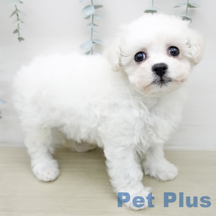 ビション・フリーゼの写真2