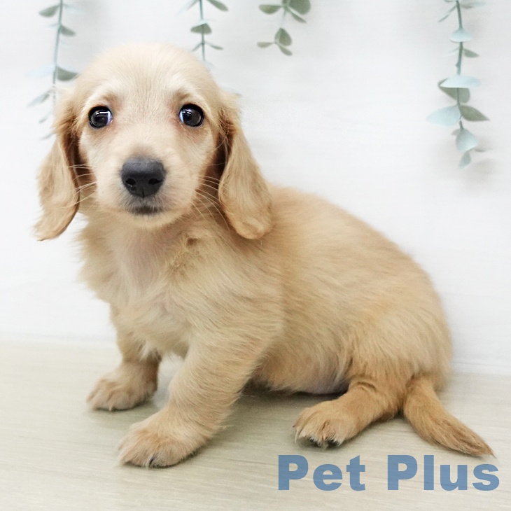 ミニチュア・ダックスフンド