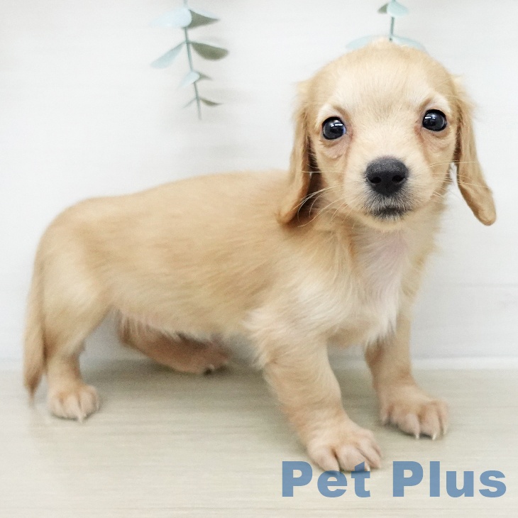 ミニチュア・ダックスフンド