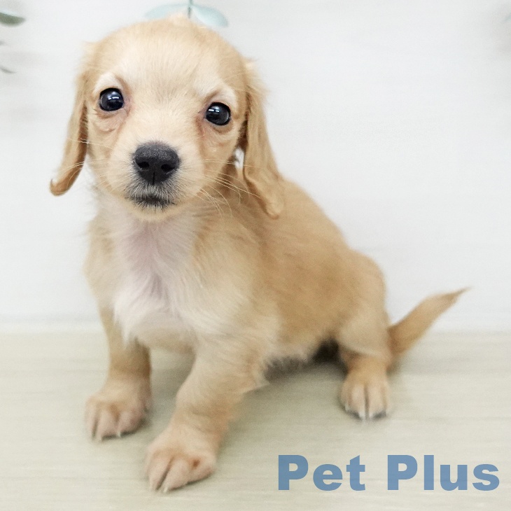 ミニチュア・ダックスフンド