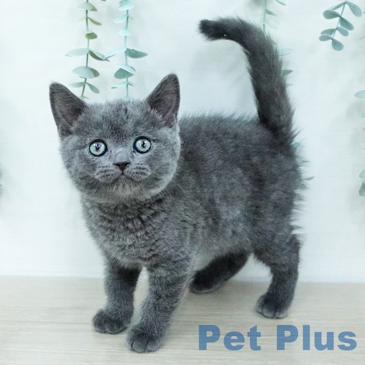 ブリティッシュショートヘア