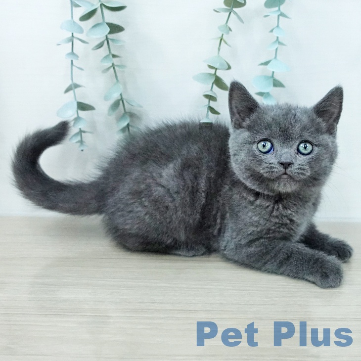 ブリティッシュショートヘアの写真2