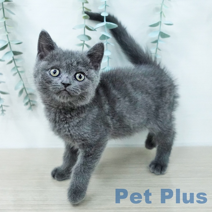 ブリティッシュショートヘアの写真2