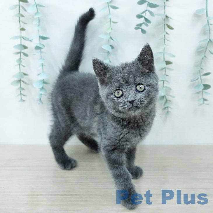 ブリティッシュショートヘアの写真2