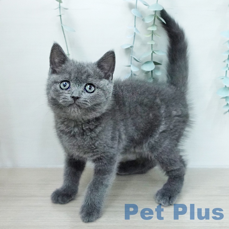 ブリティッシュショートヘア