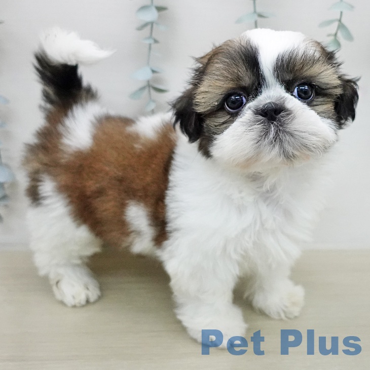 シー・ズーの写真2