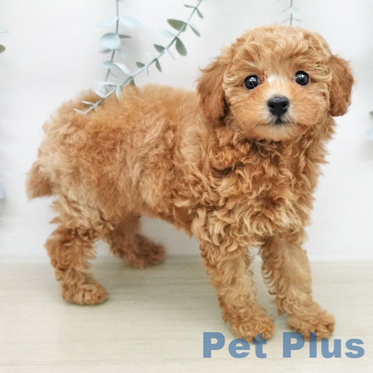 トイ・プードルの写真2