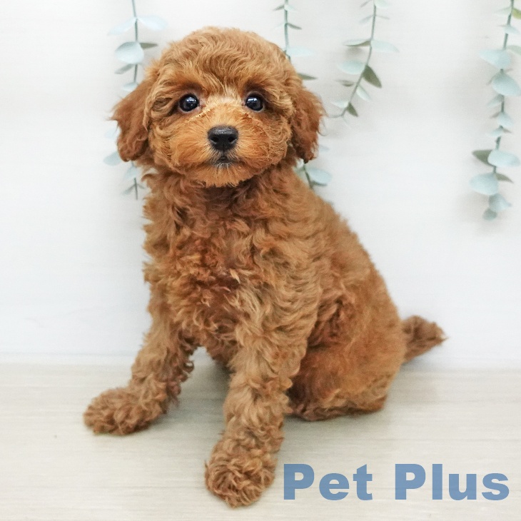 トイ・プードル