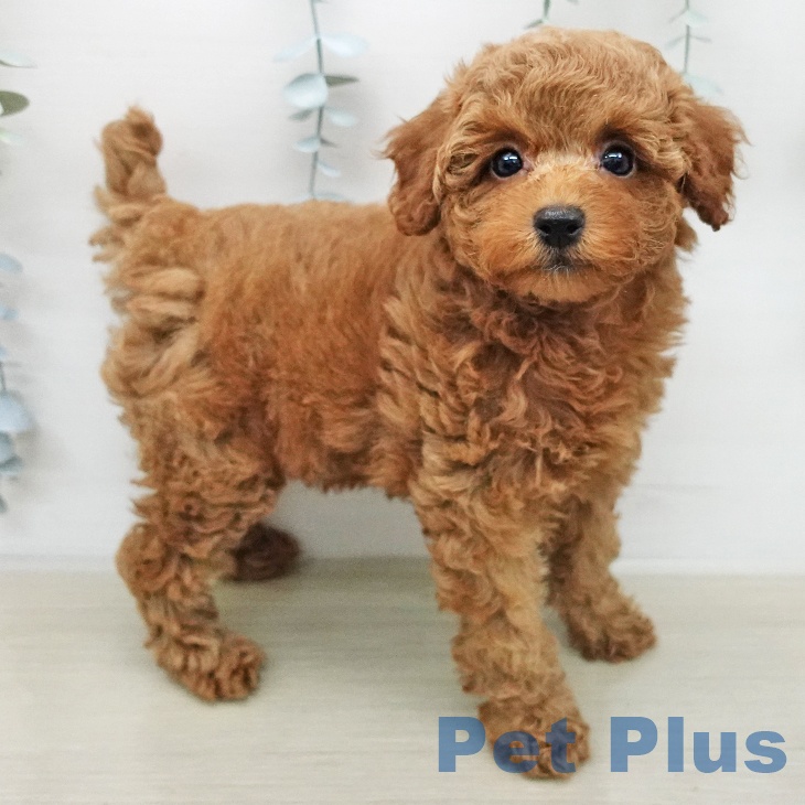 トイ・プードルの写真2