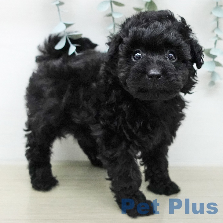 トイ・プードル