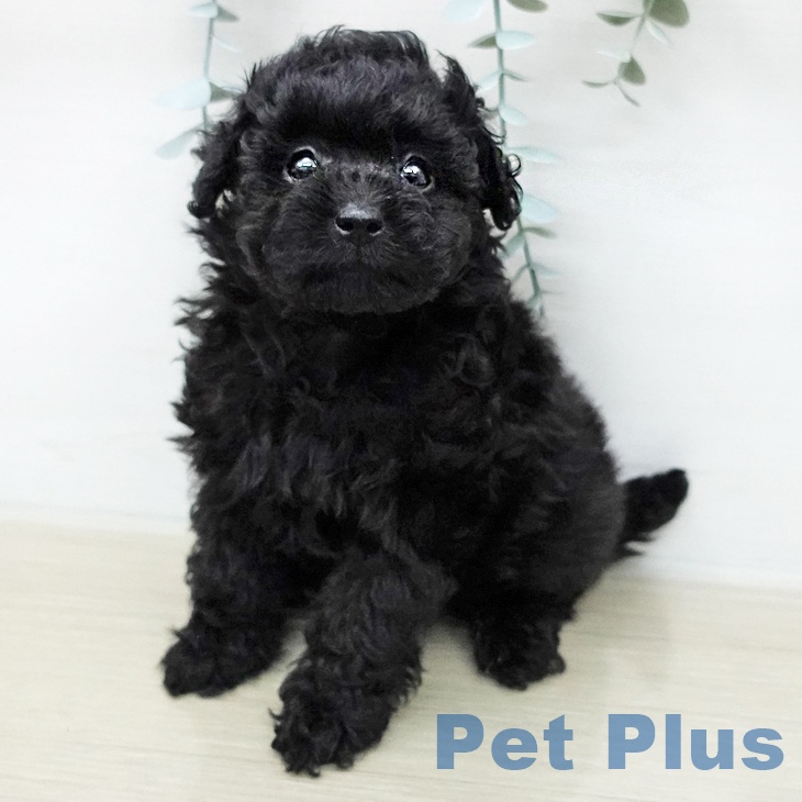 トイ・プードルの写真2