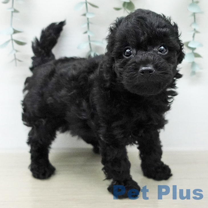 トイ・プードル