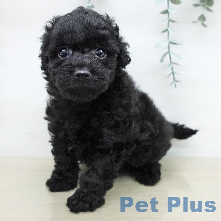 トイ・プードルの写真2