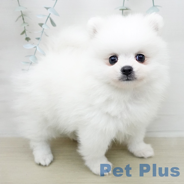ポメラニアンの写真2