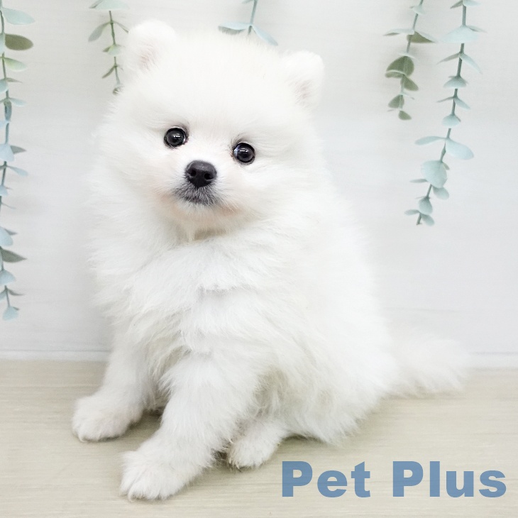 ポメラニアンの写真2