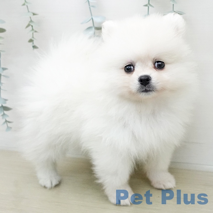 ポメラニアンの写真2