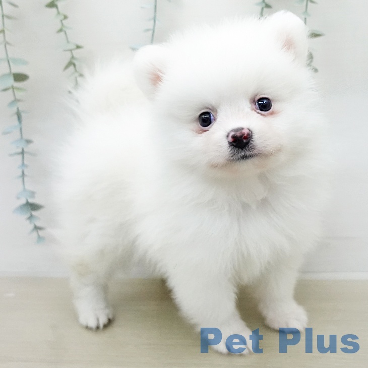 ポメラニアンの写真2
