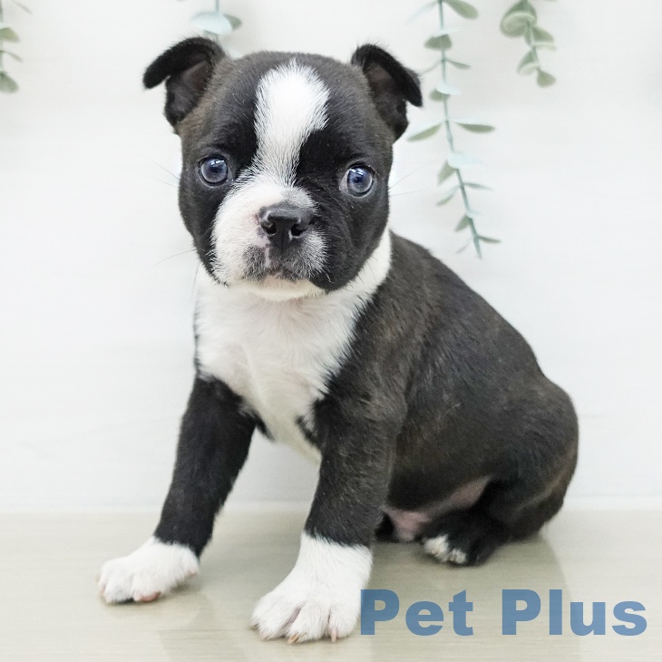 ボストン・テリアの写真2