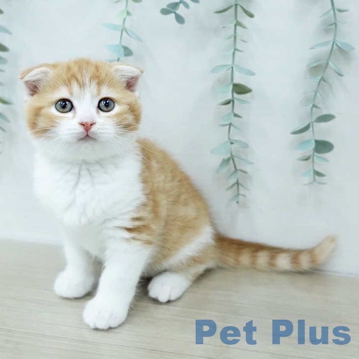 スコティッシュフォールド