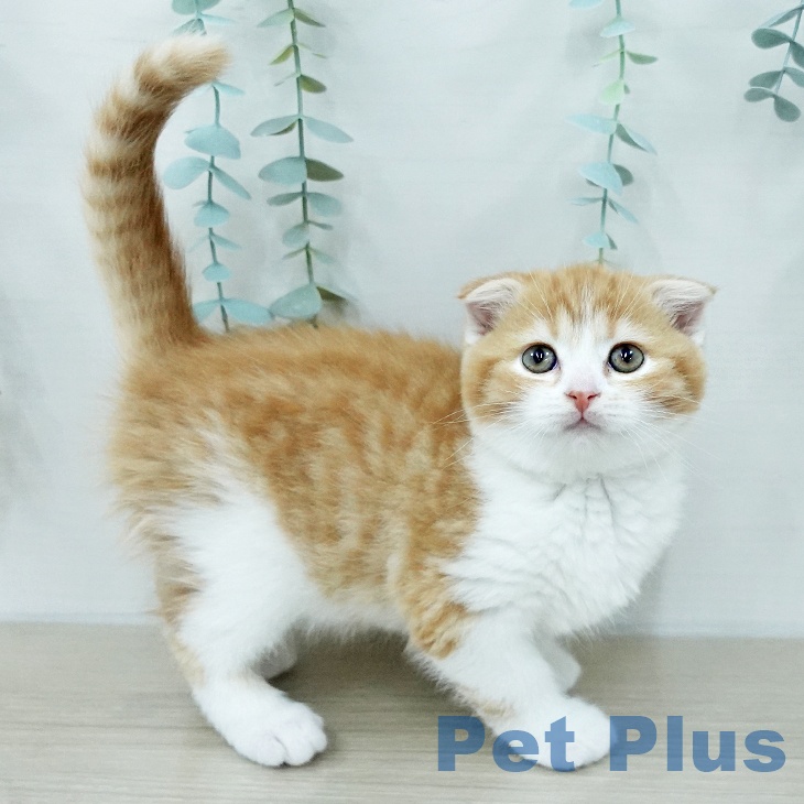 スコティッシュフォールドの写真2