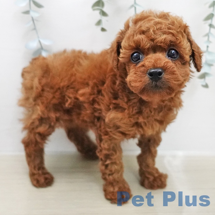 トイ・プードルの写真2