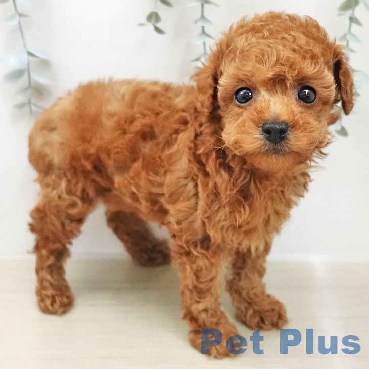 トイ・プードル