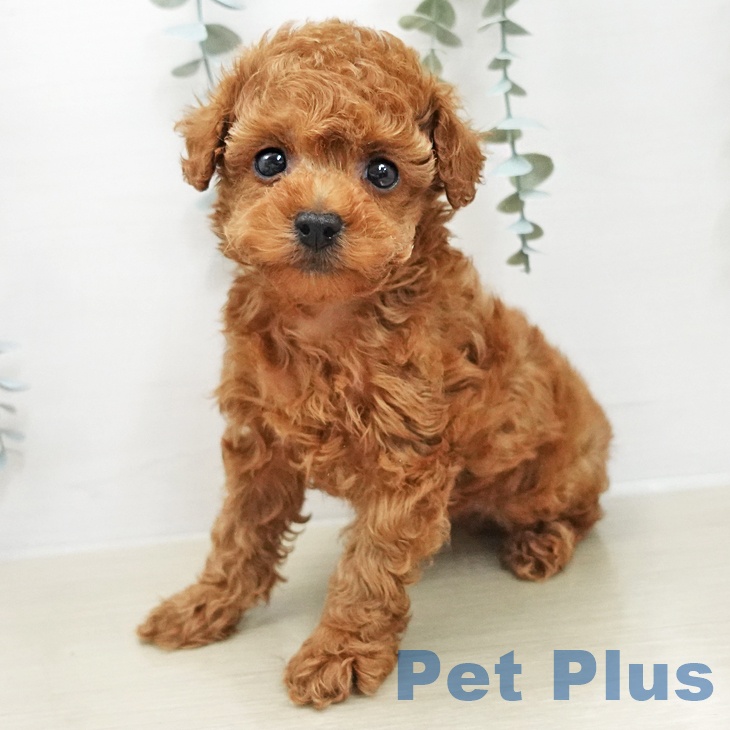 トイ・プードルの写真2