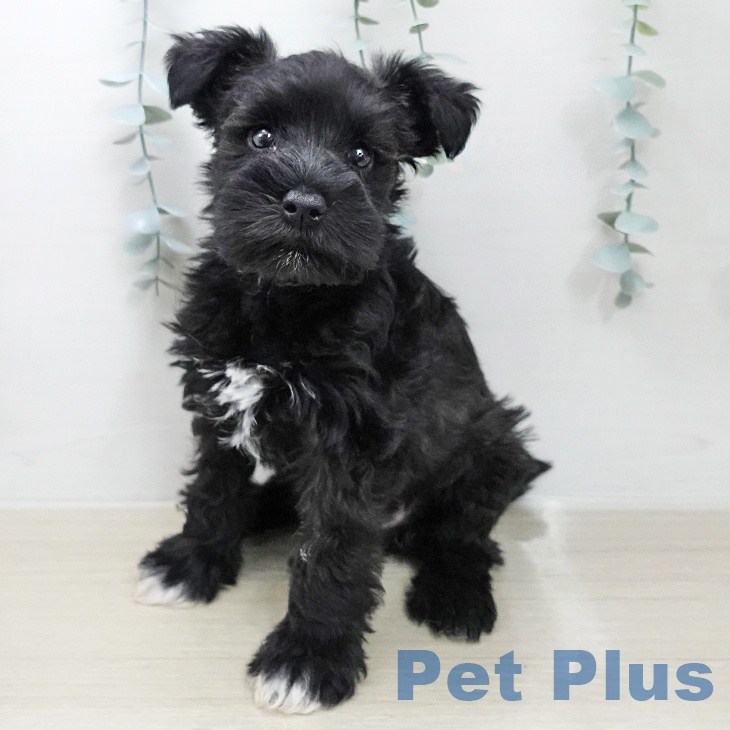 ミニチュア・シュナウザー