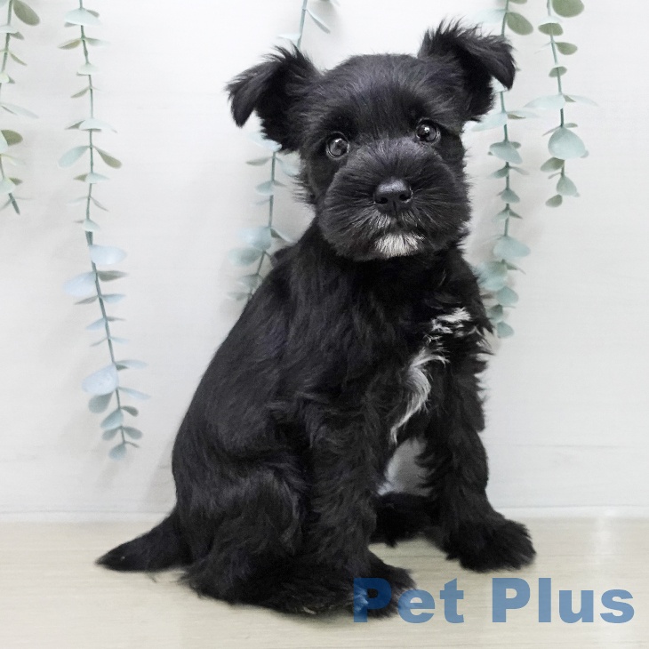 ミニチュア・シュナウザー