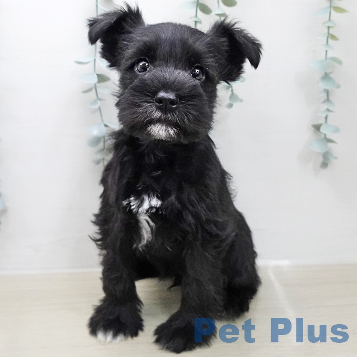 ミニチュア・シュナウザーの写真2