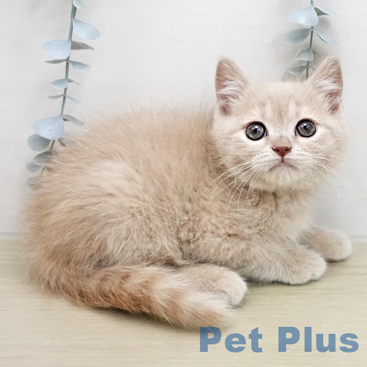 ブリティッシュショートヘア