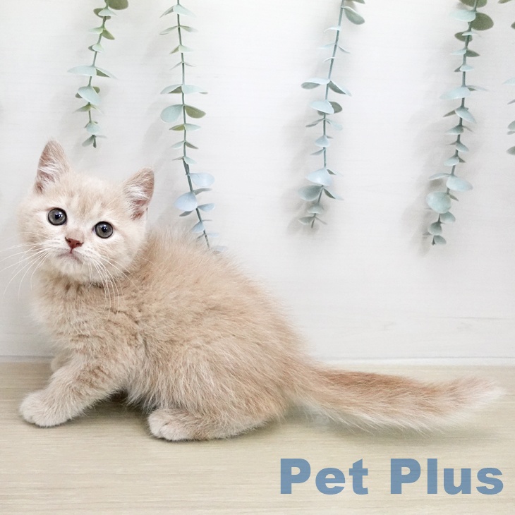 ブリティッシュショートヘアの写真2