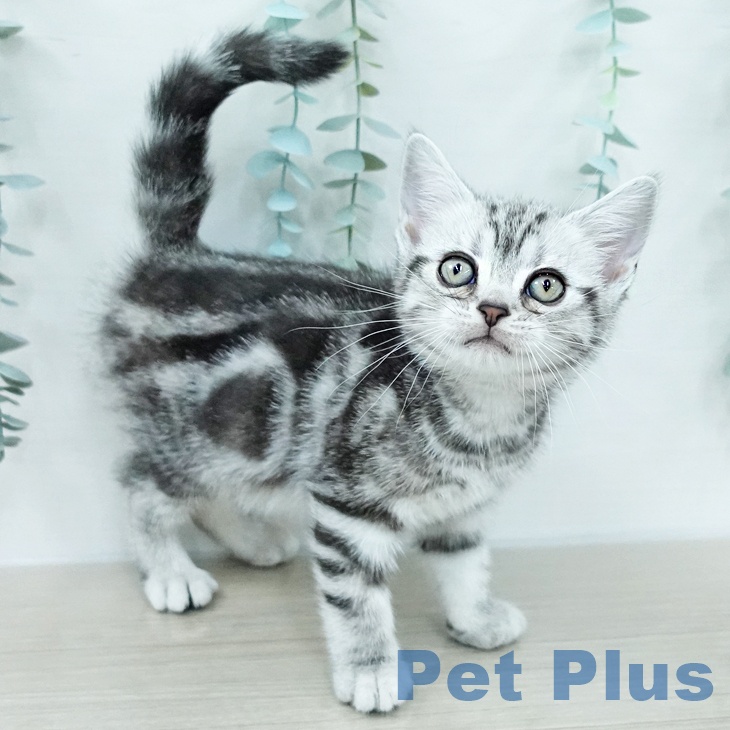 アメリカンショートヘア