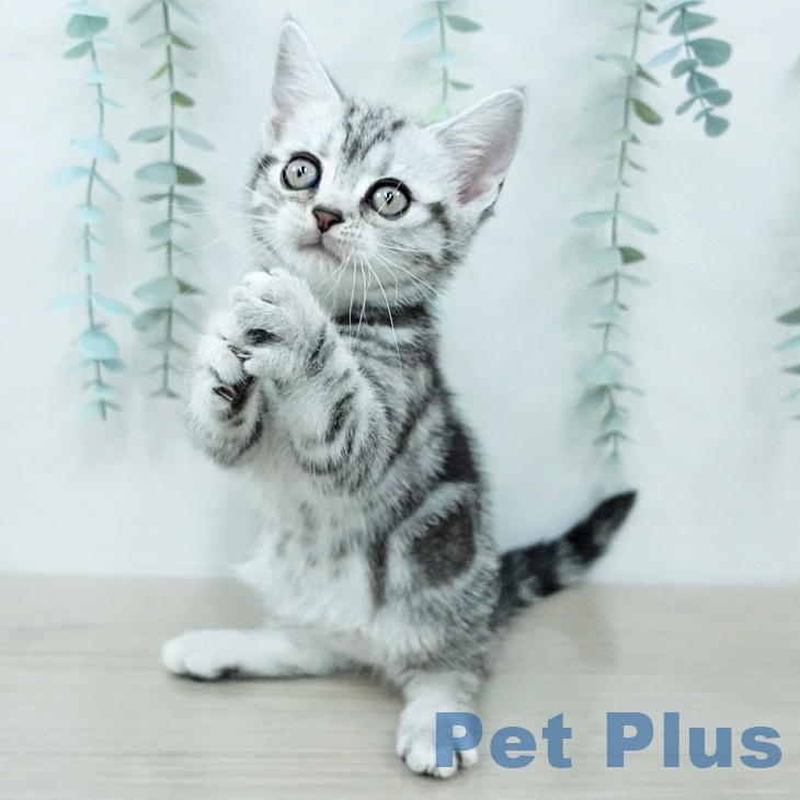 アメリカンショートヘアの写真2