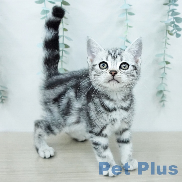 アメリカンショートヘアの写真2