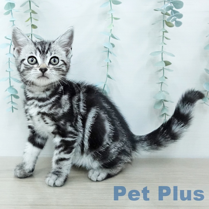 アメリカンショートヘア