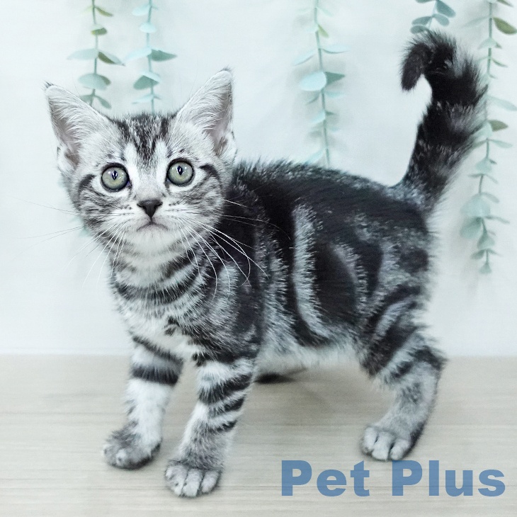 アメリカンショートヘア