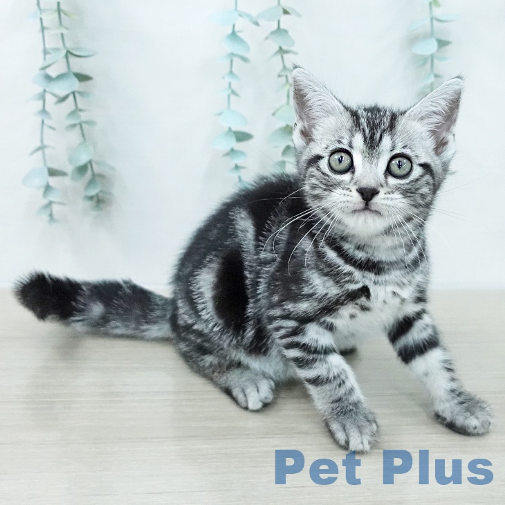 アメリカンショートヘアの写真2