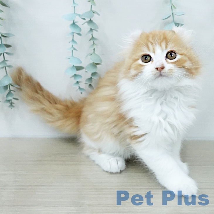 アメリカンカール