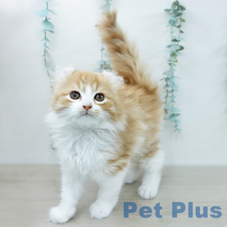 アメリカンカール