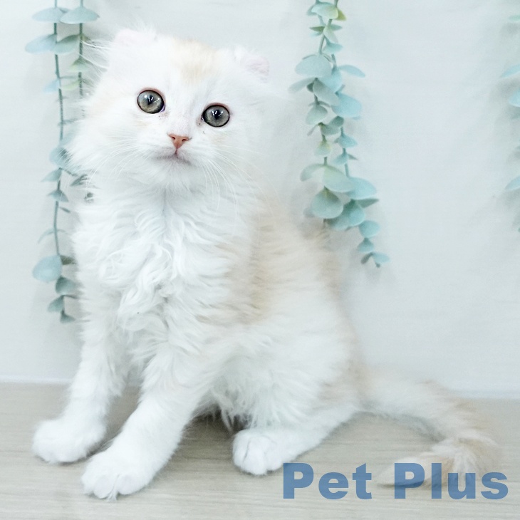 アメリカンカール