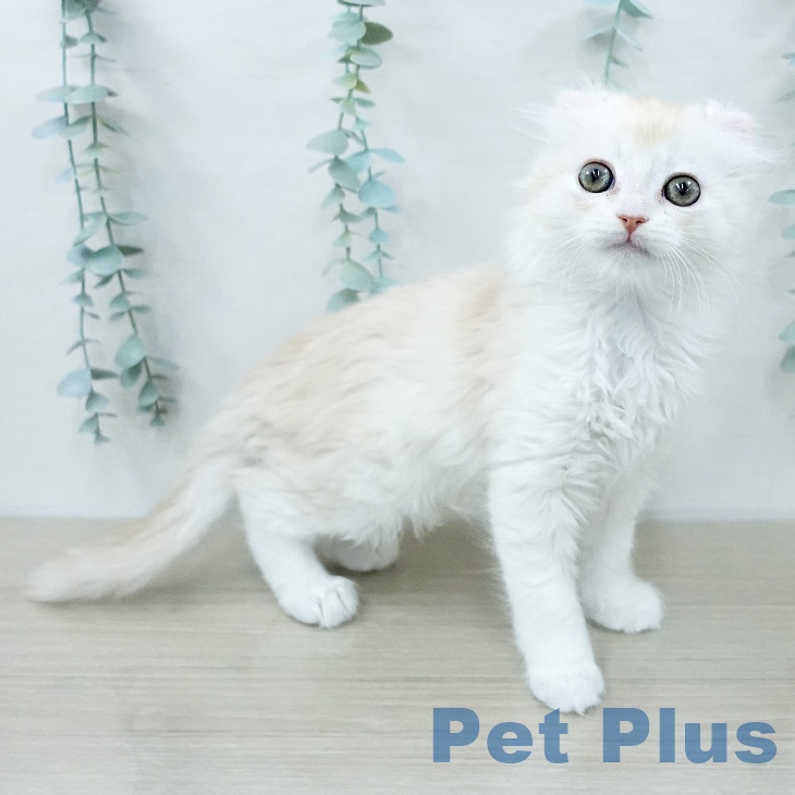 アメリカンカール