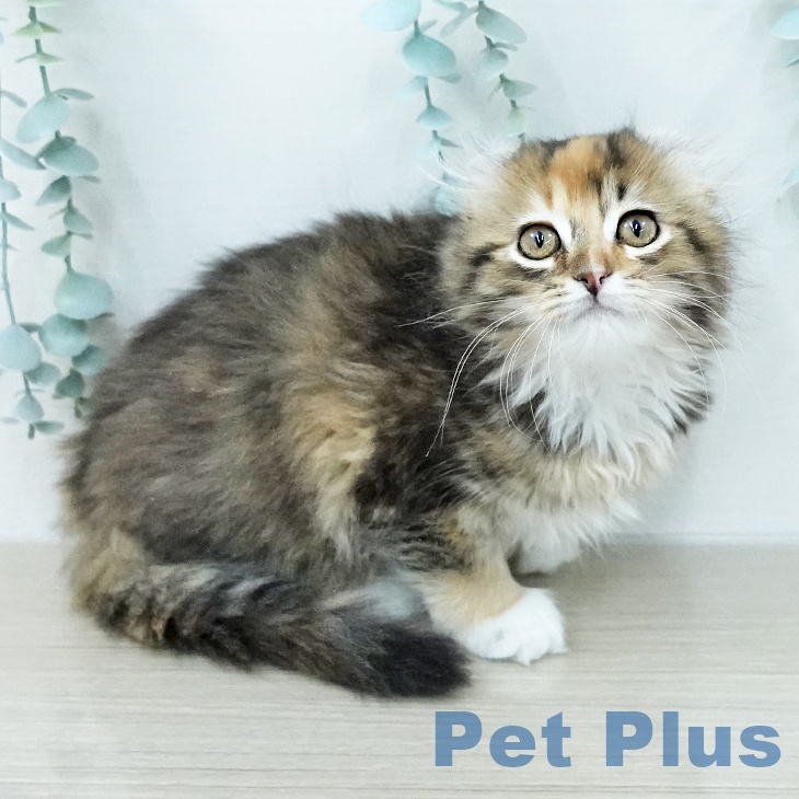 アメリカンカールの写真2