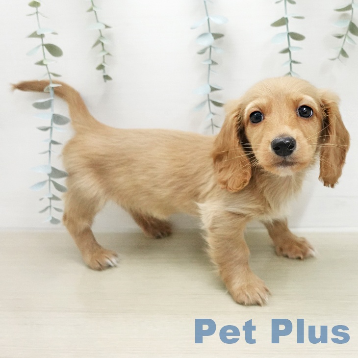 ミニチュア・ダックスフンド