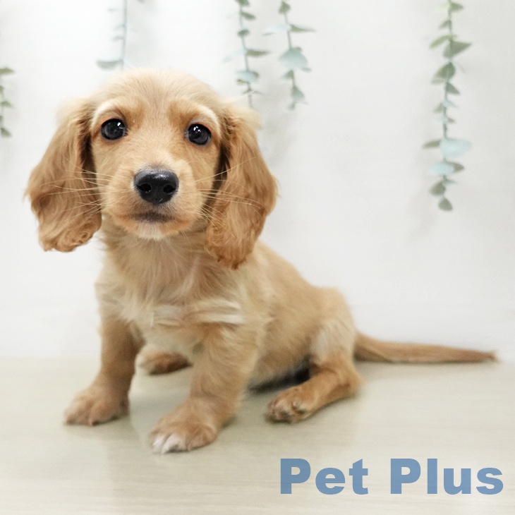 ミニチュア・ダックスフンドの写真2