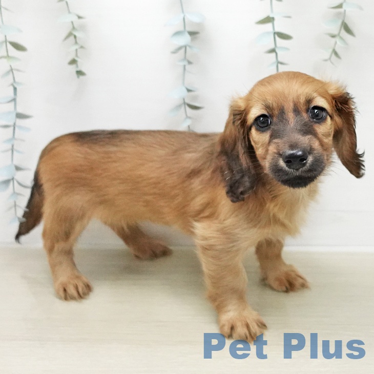 ミニチュア・ダックスフンド