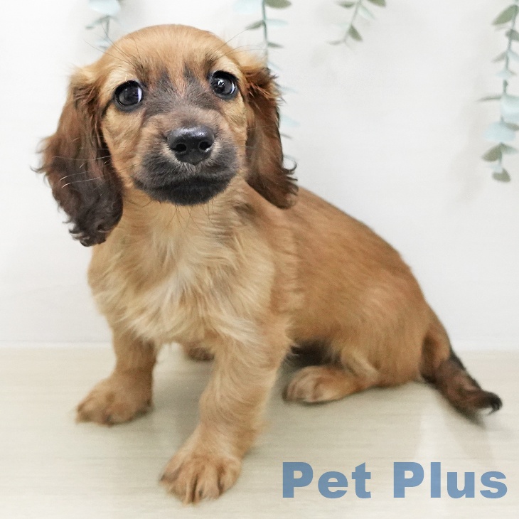 ミニチュア・ダックスフンドの写真2