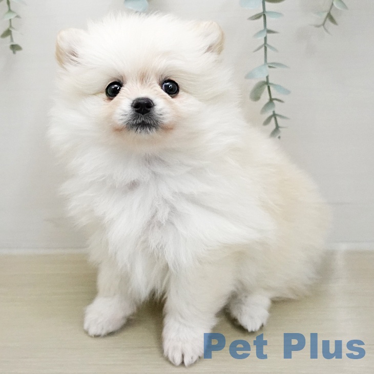 ポメラニアンの写真2