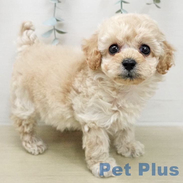 トイ・プードルの写真2